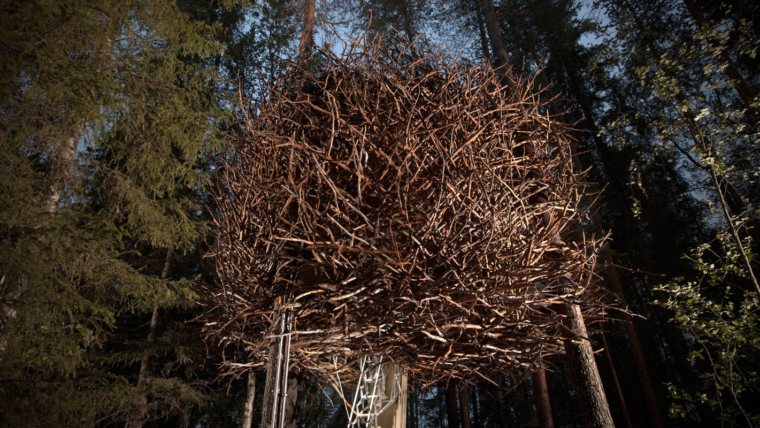 Bird's Nest TreeHotel