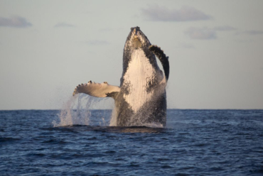 Observação de baleias Tivoli Ecoresort Praia do Forte Bahia