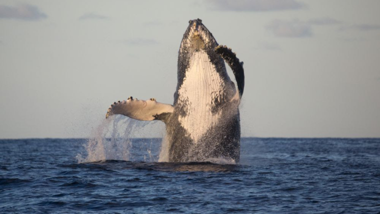 Observação de baleias Tivoli Ecoresort Praia do Forte Bahia