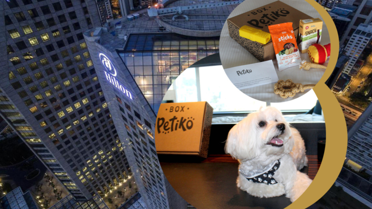 Hilton São Paulo Morumbi recebe cães e gatos com presente surpresa | Foto: Divulgação