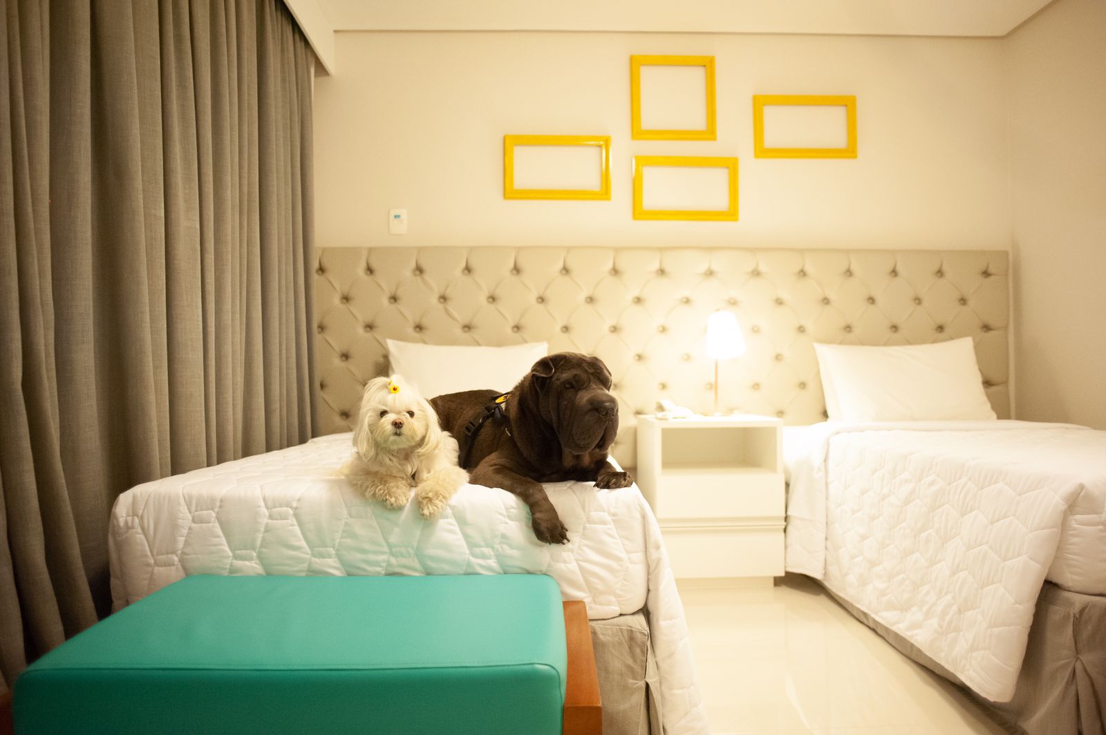 Pets no Doral Guarujá | Foto: Divulgação