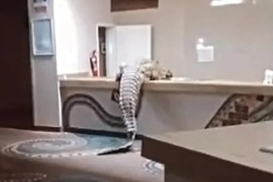 Crocodilo no Azambezi River Lodge | Foto: reprodução