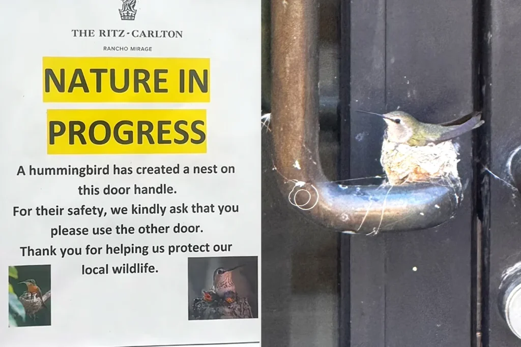A placa de alerta para a presença de um beija-flor aninhando-se no Ritz-Carlton, Rancho Mirage | Foto: Katelyn Bell