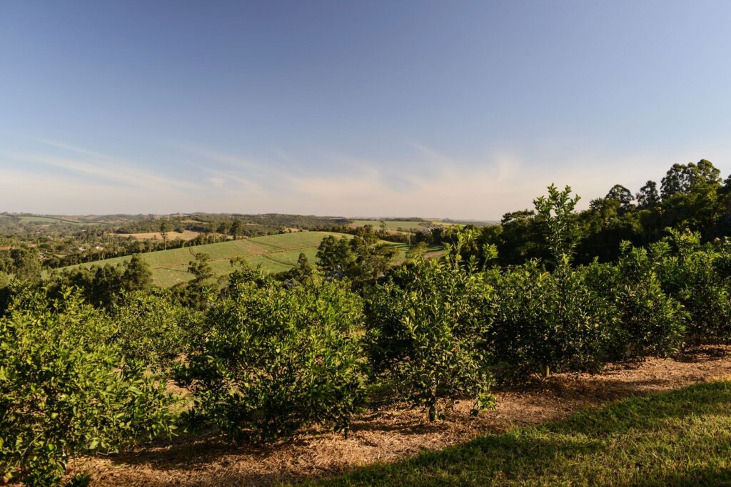 Fazenda Santa Helena, projerto da JHSF | Foto: divulgação